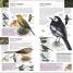 Thumbnail image of RSPB Pocket Birds of Britain and Europe 5th Edition - 3