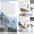 Thumbnail image of RSPB Pocket Birds of Britain and Europe 5th Edition - 4
