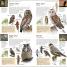 Thumbnail image of RSPB Pocket Birds of Britain and Europe 5th Edition - 5