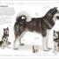 Dogs - thumbnail of spread image 3 Thumbnail image of Dogs - 3