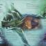 Thumbnail image of Underwater World - 6