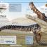Dinosaur Knowledge Genius! - thumbnail of spread image 5 Thumbnail image of Dinosaur Knowledge Genius! - 5