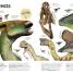 Thumbnail image of Our World in Pictures The Dinosaur Book - 3