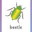 Thumbnail image of English for Everyone Junior First Words Animals Flash Cards - 5