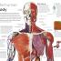 Human Body - thumbnail of spread image 1 Thumbnail image of Human Body - 1