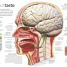 Human Body - thumbnail of spread image 5 Thumbnail image of Human Body - 5