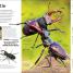Thumbnail image of Insect - 2