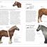 The Horse Encyclopedia - thumbnail of spread image 1 Thumbnail image of The Horse Encyclopedia - 1