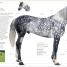 The Horse Encyclopedia - thumbnail of spread image 2 Thumbnail image of The Horse Encyclopedia - 2