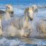 The Horse Encyclopedia - thumbnail of spread image 3 Thumbnail image of The Horse Encyclopedia - 3