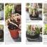 RHS House Plant - thumbnail of spread image 3 Thumbnail image of RHS House Plant - 3