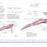 Science of Swimming - thumbnail of spread image 3 Thumbnail image of Science of Swimming - 3