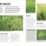 Grow Lawns - thumbnail of spread image 2 Thumbnail image of Grow Lawns - 2