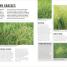 Thumbnail image of Grow Lawns - 2