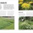 Grow Lawns - thumbnail of spread image 6 Thumbnail image of Grow Lawns - 6