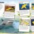 Sticker Encyclopedia Sharks - thumbnail of spread image 5 Thumbnail image of Sticker Encyclopedia Sharks - 5