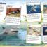 Sticker Encyclopedia Sharks - thumbnail of spread image 6 Thumbnail image of Sticker Encyclopedia Sharks - 6