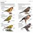 RSPB What's that Bird? - thumbnail of spread image 1 Thumbnail image of RSPB What's that Bird? - 1