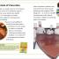 DK Super Readers Level 3 The Story of Chocolate - thumbnail of spread image 5 Thumbnail image of DK Super Readers Level 3 The Story of Chocolate - 5