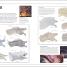 Dungeons & Dragons The Book of Dragons - thumbnail of spread image 1 Thumbnail image of Dungeons & Dragons The Book of Dragons - 1