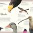 Thumbnail image of An Anthology of Exquisite Birds - 3