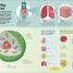 Brain Booster Human Body - thumbnail of spread image 1 Thumbnail image of Brain Booster Human Body - 1