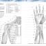 Atlas de anatomía para colorear (The Human Body Coloring Book) - thumbnail of spread image 1 Thumbnail image of Atlas de anatomía para colorear (The Human Body Coloring Book) - 1