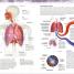 Atlas de anatomía para colorear (The Human Body Coloring Book) - thumbnail of spread image 4 Thumbnail image of Atlas de anatomía para colorear (The Human Body Coloring Book) - 4