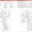 Atlas de anatomía para colorear (The Human Body Coloring Book) - thumbnail of spread image 5 Thumbnail image of Atlas de anatomía para colorear (The Human Body Coloring Book) - 5