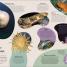 Ocean - thumbnail of spread image 3 Thumbnail image of Ocean - 3