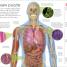 Human Body A Visual Encyclopedia - thumbnail of spread image 2 Thumbnail image of Human Body A Visual Encyclopedia - 2