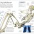 Human Body A Visual Encyclopedia - thumbnail of spread image 4 Thumbnail image of Human Body A Visual Encyclopedia - 4