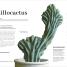 Cacti and Succulents - thumbnail of spread image 4 Thumbnail image of Cacti and Succulents - 4