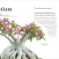 Cacti and Succulents - thumbnail of spread image 6 Thumbnail image of Cacti and Succulents - 6