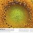 El Libro de las flores y los árboles (Our World in Pictures: Trees, Leaves, Flowers & Seeds) - thumbnail of spread image 1 Thumbnail image of El Libro de las flores y los árboles (Our World in Pictures: Trees, Leaves, Flowers & Seeds) - 1