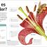 El Libro de las flores y los árboles (Our World in Pictures: Trees, Leaves, Flowers & Seeds) - thumbnail of spread image 2 Thumbnail image of El Libro de las flores y los árboles (Our World in Pictures: Trees, Leaves, Flowers & Seeds) - 2
