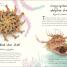 An Anthology of Shells - thumbnail of spread image 1 Thumbnail image of An Anthology of Shells - 1