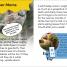DK Super Readers Level 2 Sassy Sloth - thumbnail of spread image 2 Thumbnail image of DK Super Readers Level 2 Sassy Sloth - 2
