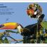 DK Super Readers Level 1 English-Spanish Bilingual Jungle Animals – Animales de la selva - thumbnail of spread image 1 Thumbnail image of DK Super Readers Level 1 English-Spanish Bilingual Jungle Animals – Animales de la selva - 1