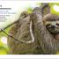 DK Super Readers Level 1 English-Spanish Bilingual Jungle Animals – Animales de la selva - thumbnail of spread image 2 Thumbnail image of DK Super Readers Level 1 English-Spanish Bilingual Jungle Animals – Animales de la selva - 2