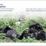DK Super Readers Level 1 English-Spanish Bilingual Jungle Animals – Animales de la selva - thumbnail of spread image 3 Thumbnail image of DK Super Readers Level 1 English-Spanish Bilingual Jungle Animals – Animales de la selva - 3