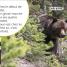 DK Super Readers Pre-level French Translation A Bear's Tale – Une Histoire d’ours - thumbnail of spread image 1 Thumbnail image of DK Super Readers Pre-level French Translation A Bear's Tale – Une Histoire d’ours - 1