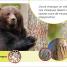 DK Super Readers Pre-level French Translation A Bear's Tale – Une Histoire d’ours - thumbnail of spread image 3 Thumbnail image of DK Super Readers Pre-level French Translation A Bear's Tale – Une Histoire d’ours - 3