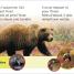 DK Super Readers Pre-level French Translation A Bear's Tale – Une Histoire d’ours - thumbnail of spread image 4 Thumbnail image of DK Super Readers Pre-level French Translation A Bear's Tale – Une Histoire d’ours - 4