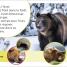 DK Super Readers Pre-level French Translation A Bear's Tale – Une Histoire d’ours - thumbnail of spread image 5 Thumbnail image of DK Super Readers Pre-level French Translation A Bear's Tale – Une Histoire d’ours - 5