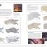 Dungeons & Dragons The Book of Dragons - thumbnail of spread image 1 Thumbnail image of Dungeons & Dragons The Book of Dragons - 1