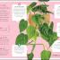 My Houseplant Changed My Life - thumbnail of spread image 6 Thumbnail image of My Houseplant Changed My Life - 6