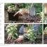 Thumbnail image of How to Garden, New Edition - 6