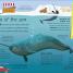My Encyclopedia of Very Important Oceans - thumbnail of spread image 5 Thumbnail image of My Encyclopedia of Very Important Oceans - 5