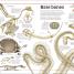 Animal Knowledge Genius! - thumbnail of spread image 1 Thumbnail image of Animal Knowledge Genius! - 1